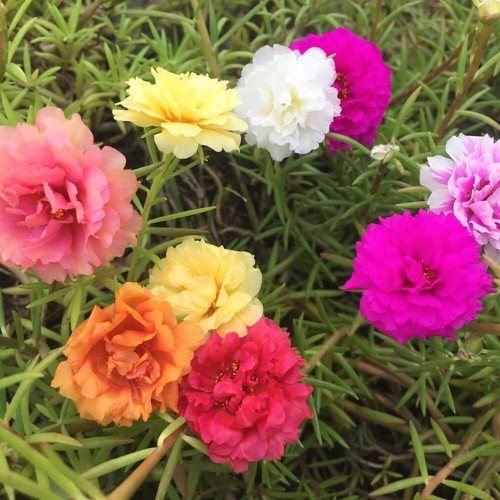 Portulaca grandiflora seeds - seeds, x