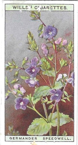 Will cigarette card wild - card, "wild
