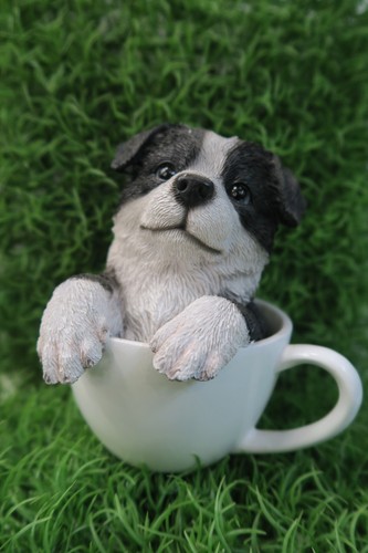 Border collie teacup giude - border,