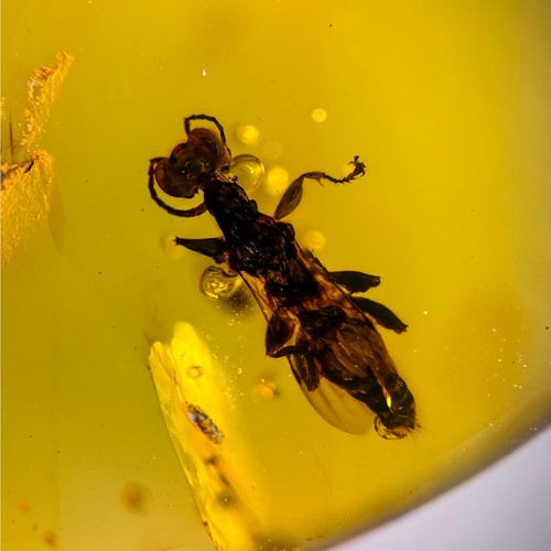 Wasp burmese burmite - in,
