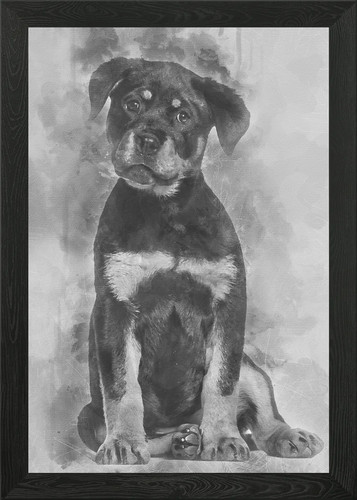 Rottweiler puppy months - puppy,