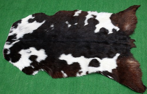 Goat western taxidermy hide - goat,