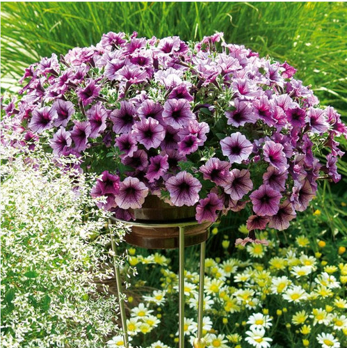 Petunia bordeaux 2x 10cm - 'bordeaux',