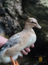 6 Hatching CALL