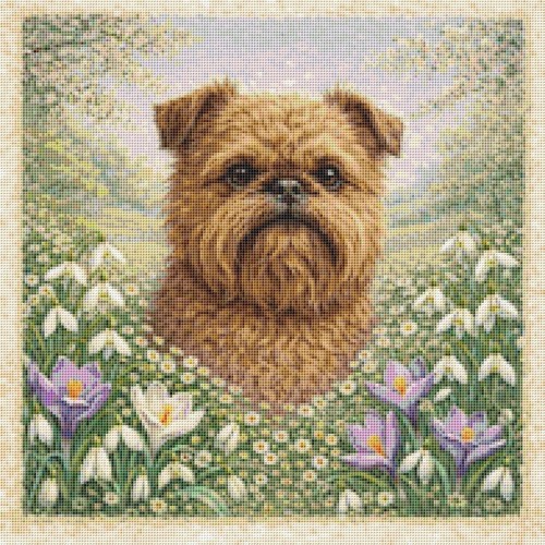 Griffon bruxellois puppy - griffon,