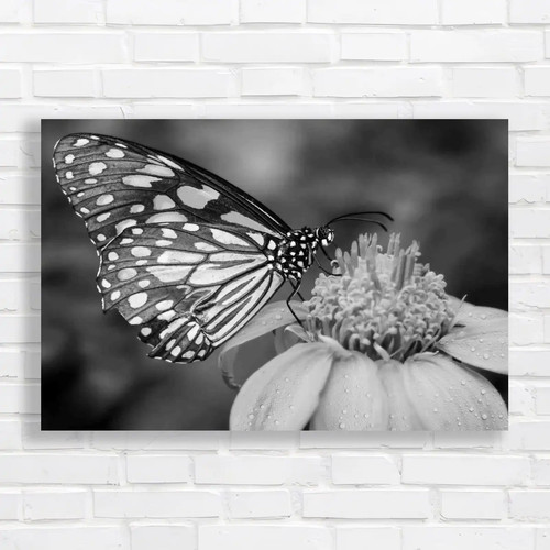 Blue butterfly fly morning - blue,
