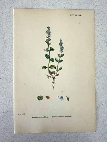Antique botanical print - antique,