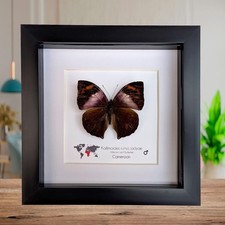 Framed african leaf butterfly - leaf,
