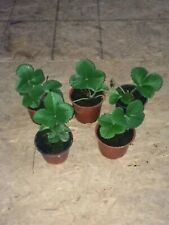 Grow Your Own Strawberry