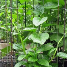 Bangladeshi/Indian/Asian Pui Shak Saag Malabar Spinach GREEN/RED Plant Seed 2025