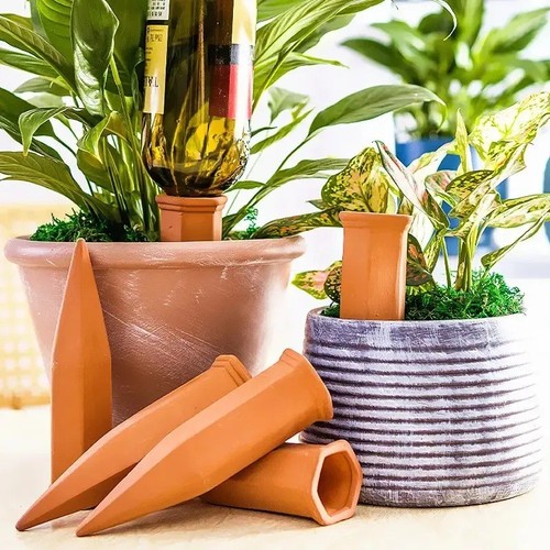 Pack terracotta plant - terracotta,