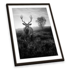 Misty Forest Deer Stag Wildlife B&W FRAMED ART PRINT Picture Portrait Artwork