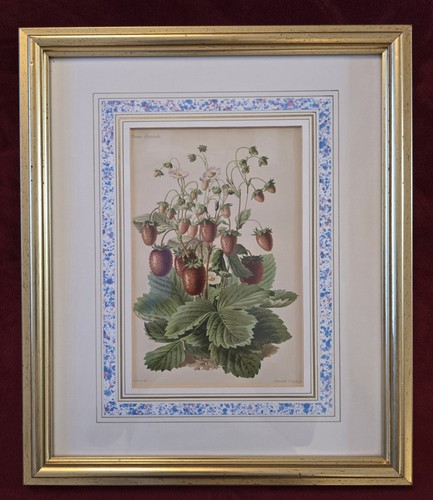 Antique c1880 1890 revue - antique,