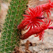 Cleistocactus  samaipatanus