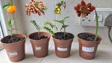 Orange, Tamarind, Lemon & Date Plants Grown From Seed