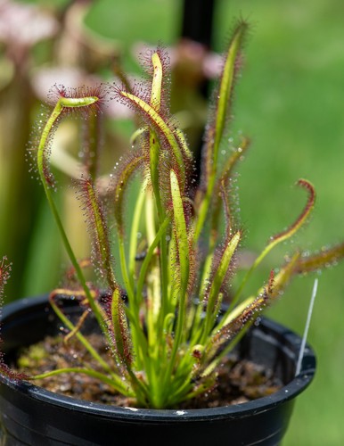 Live drosera capensis giant - live,