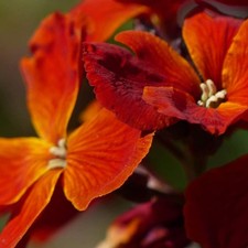 Bare Root Wallflowers 10 x Fire King - Scented Erysimum Flowers for Planting Now