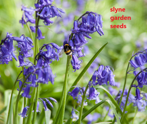 Native english bluebell - english, seeds