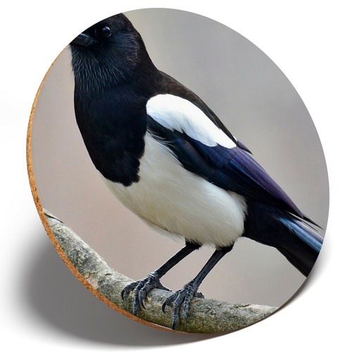 Magpie bird twitcher crow - x,