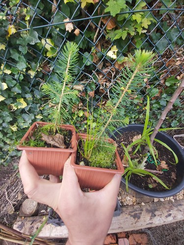 Norway spruce seedlings - spruce, 2x