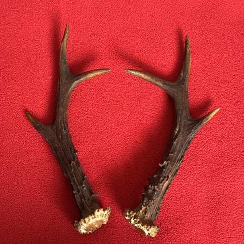 Pair roe deer - antlers,