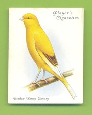 Aviary cage birds - &, birds.no.5