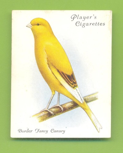 Aviary cage birds no - &, birds.no.5