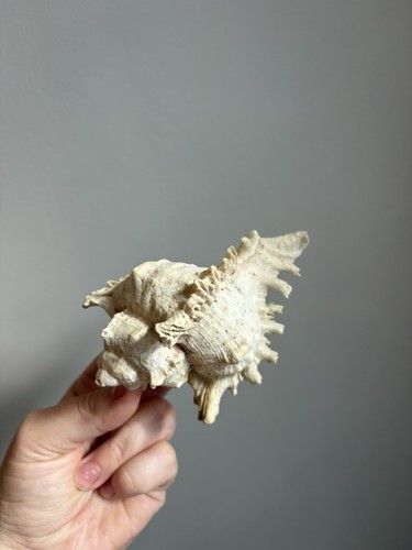 Vintage natural branched murex - vintage,