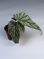 Begonia 'Don Miller' Rare
