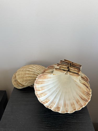 Natural scallop shells - natural,