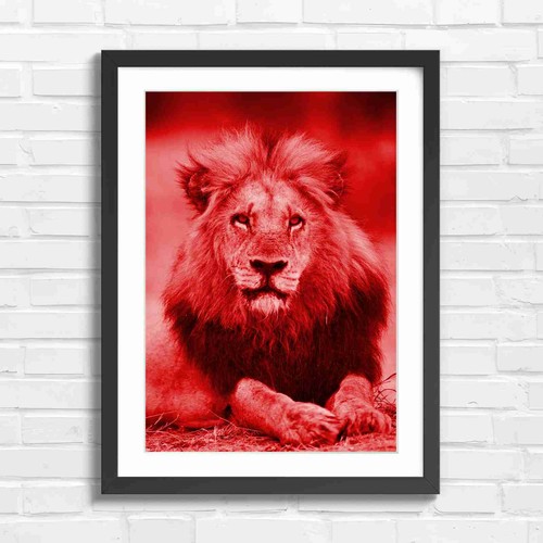 Majestic male lion portrait - majestic,