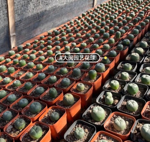 100 200pcs plant - 50/100/200pcs,