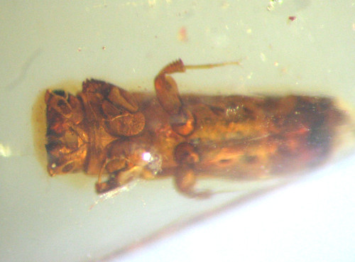 Pliocene amber kenya africa - pliocene,