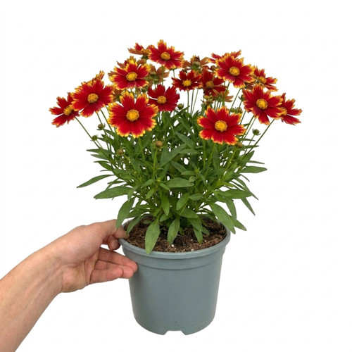 Coreopsis solar jewel - coreopsis, live