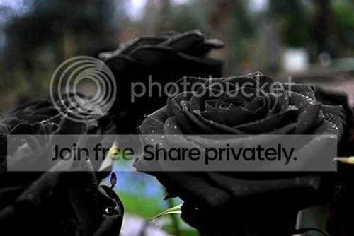 100 rose seeds fresh colorful - 100,