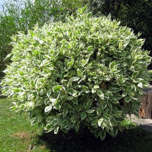 Ficus benjamina weeping - |, fig