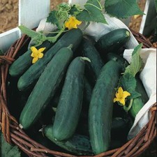 Cucumber Seeds Vegetable