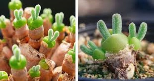 Seeds monilaria - ,