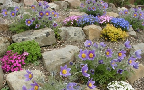 Pulsatilla vulgaris pasque - pulsatilla,