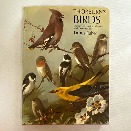 Thorburn birds edited by - edited,