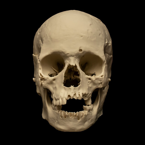 Human skull replica - human, size