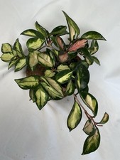 Hoya Carnosa Tricolor