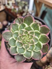 Aeonium Lotus Seat Var.