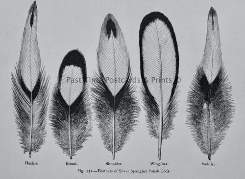 C1904 antique poultry - poultry, chicken