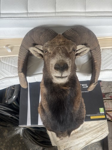 European mouflon sheep - european,
