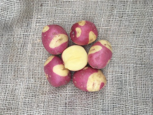 Celebration seed potatoes - celebration,