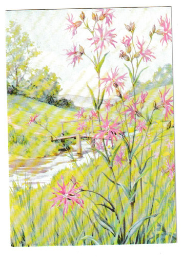 Margaret tarrant ragged robin - margaret,