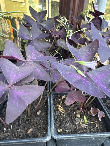 Oxalis triangularis plant - triangularis,