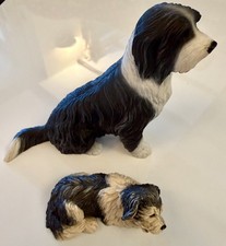 Bearded Collie & Collie