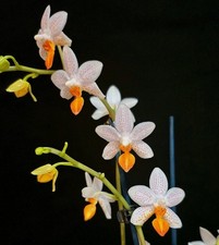 Phalaenopsis Mini Mark, 1